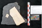 Foto (Objekt + Etikett) von Sigillaria sp. (NHMW-GEO-2024-0188-11215)